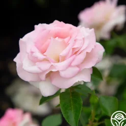 Heirloom Roses La Fleurette New
