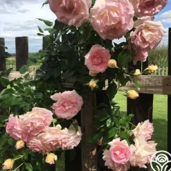 Heirloom Roses La Fleurette New