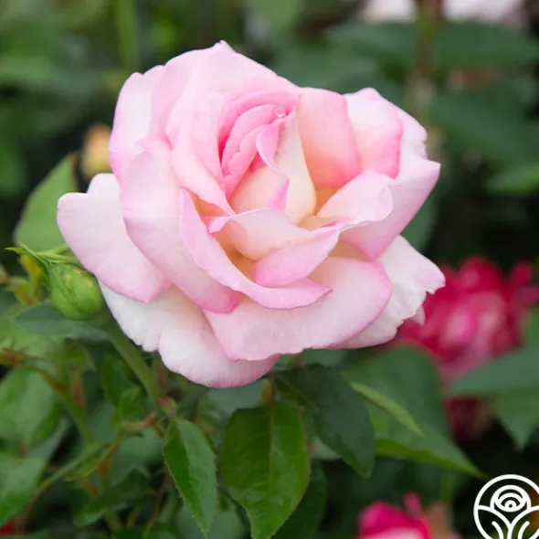 Heirloom Roses La Fleurette New
