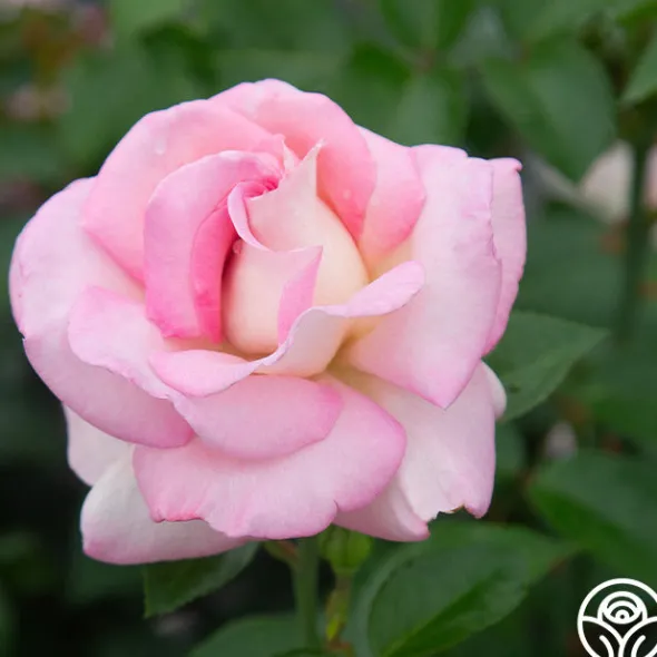 Heirloom Roses La Fleurette New