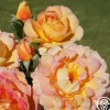 Heirloom Roses La Parisienne Clearance