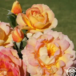 Heirloom Roses La Parisienne Clearance