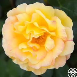 Heirloom Roses La Parisienne Clearance