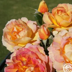 Heirloom Roses La Parisienne Clearance