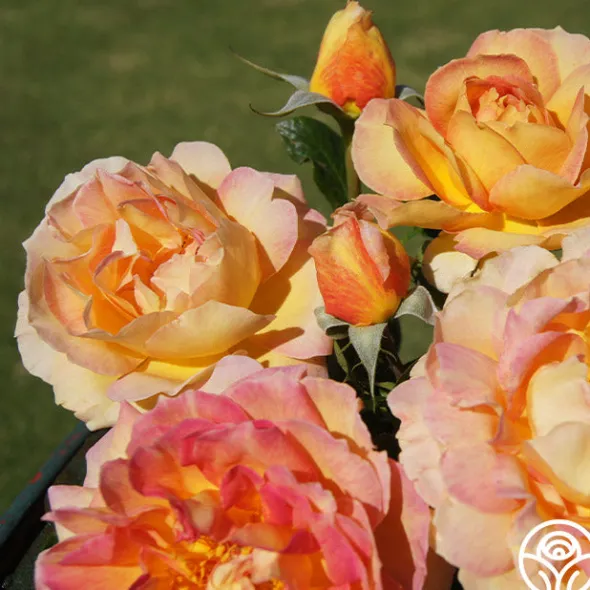 Heirloom Roses La Parisienne Clearance