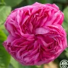 Heirloom Roses La Reine Outlet
