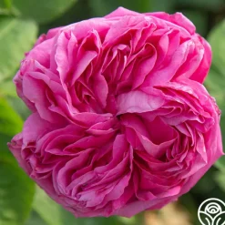 Heirloom Roses La Reine Outlet