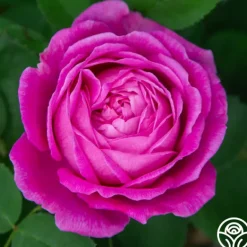 Heirloom Roses La Reine Outlet