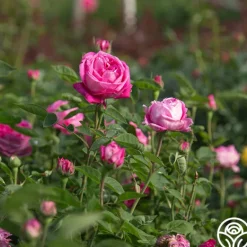 Heirloom Roses La Reine Outlet