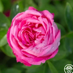 Heirloom Roses La Reine Outlet