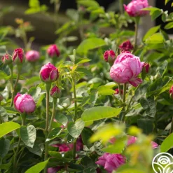 Heirloom Roses La Reine Outlet