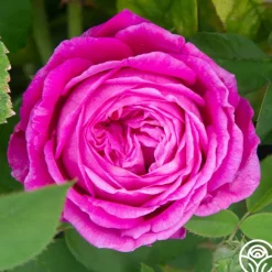 Heirloom Roses La Reine Outlet