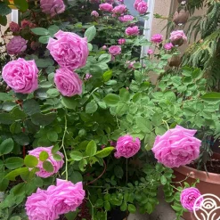 Heirloom Roses La Reine Outlet