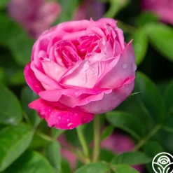 Heirloom Roses La Reine Outlet