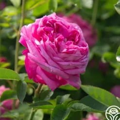 Heirloom Roses La Reine Outlet