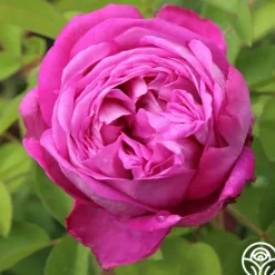 Heirloom Roses La Reine Outlet