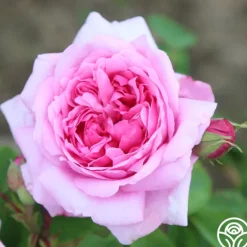Heirloom Roses La Ville de Bruxelles Sale