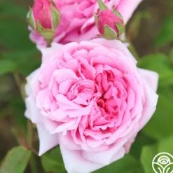 Heirloom Roses La Ville de Bruxelles Sale