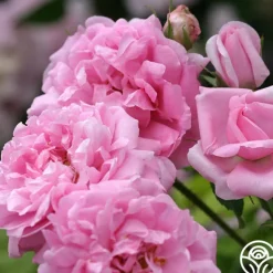 Heirloom Roses La Ville de Bruxelles Sale