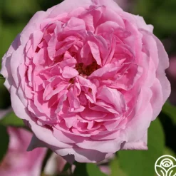 Heirloom Roses La Ville de Bruxelles Sale