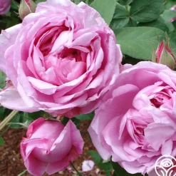 Heirloom Roses La Ville de Bruxelles Sale