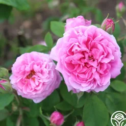 Heirloom Roses La Ville de Bruxelles Sale