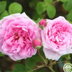 Heirloom Roses La Ville de Bruxelles Sale