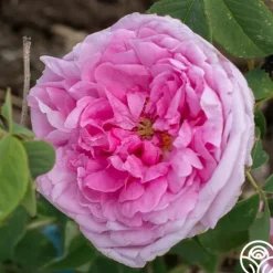 Heirloom Roses La Ville de Bruxelles Sale