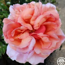 Heirloom Roses Lady Ashe New