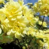 Heirloom Roses Lady Banks Sale