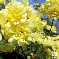 Heirloom Roses Lady Banks Sale