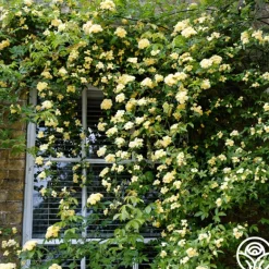 Heirloom Roses Lady Banks Sale