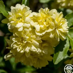 Heirloom Roses Lady Banks Sale
