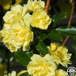 Heirloom Roses Lady Banks Sale