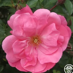 Heirloom Roses Lady Elsie May™ Online