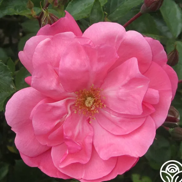 Heirloom Roses Lady Elsie May™ Online