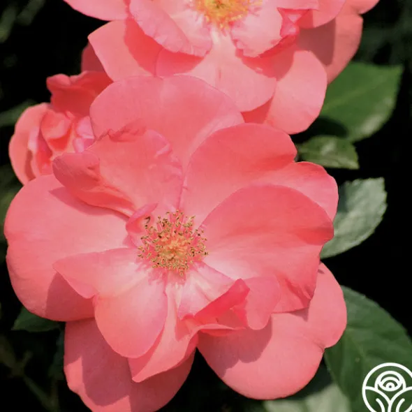 Heirloom Roses Lady Elsie May™ Online
