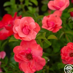 Heirloom Roses Lady Elsie May™ Online