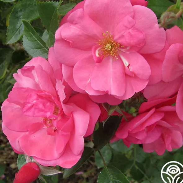 Heirloom Roses Lady Elsie May™ Online