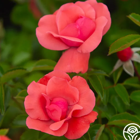 Heirloom Roses Lady Elsie May™ Online