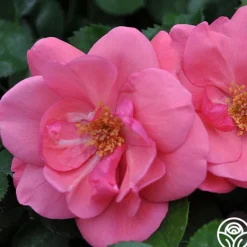 Heirloom Roses Lady Elsie May™ Online