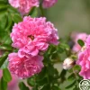 Heirloom Roses Lady Gay Outlet