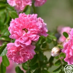 Heirloom Roses Lady Gay Outlet