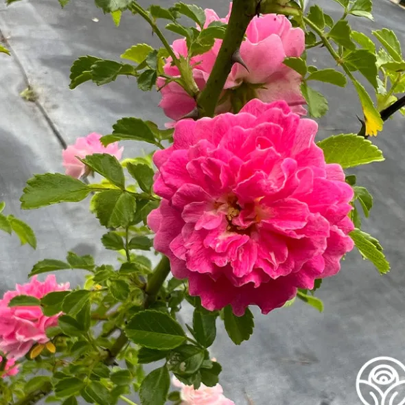 Heirloom Roses Lady Gay Outlet