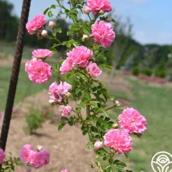 Heirloom Roses Lady Gay Outlet