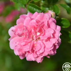 Heirloom Roses Lady Gay Outlet