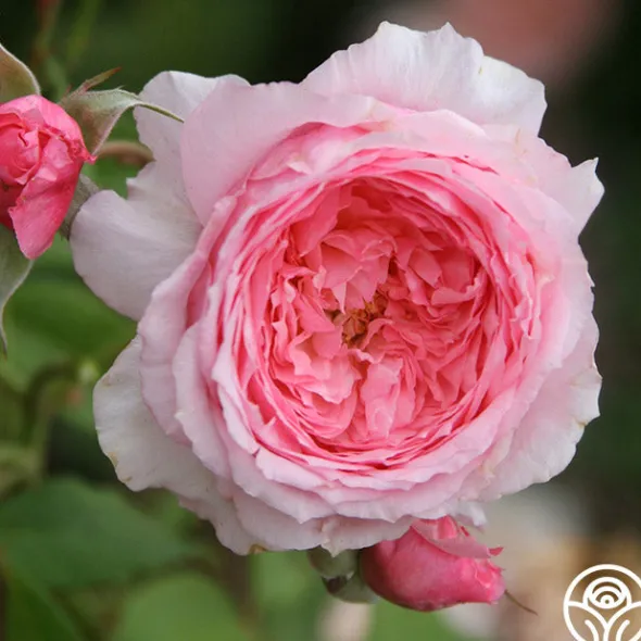 Heirloom Roses Lady Heirloom™ Hot