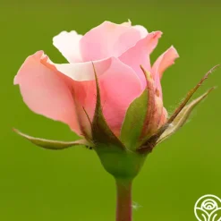 Heirloom Roses Lady Heirloom™ Hot