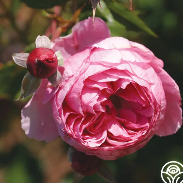 Heirloom Roses Lady Heirloom™ Hot