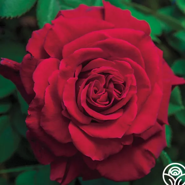 Heirloom Roses Lady In Red™ Online